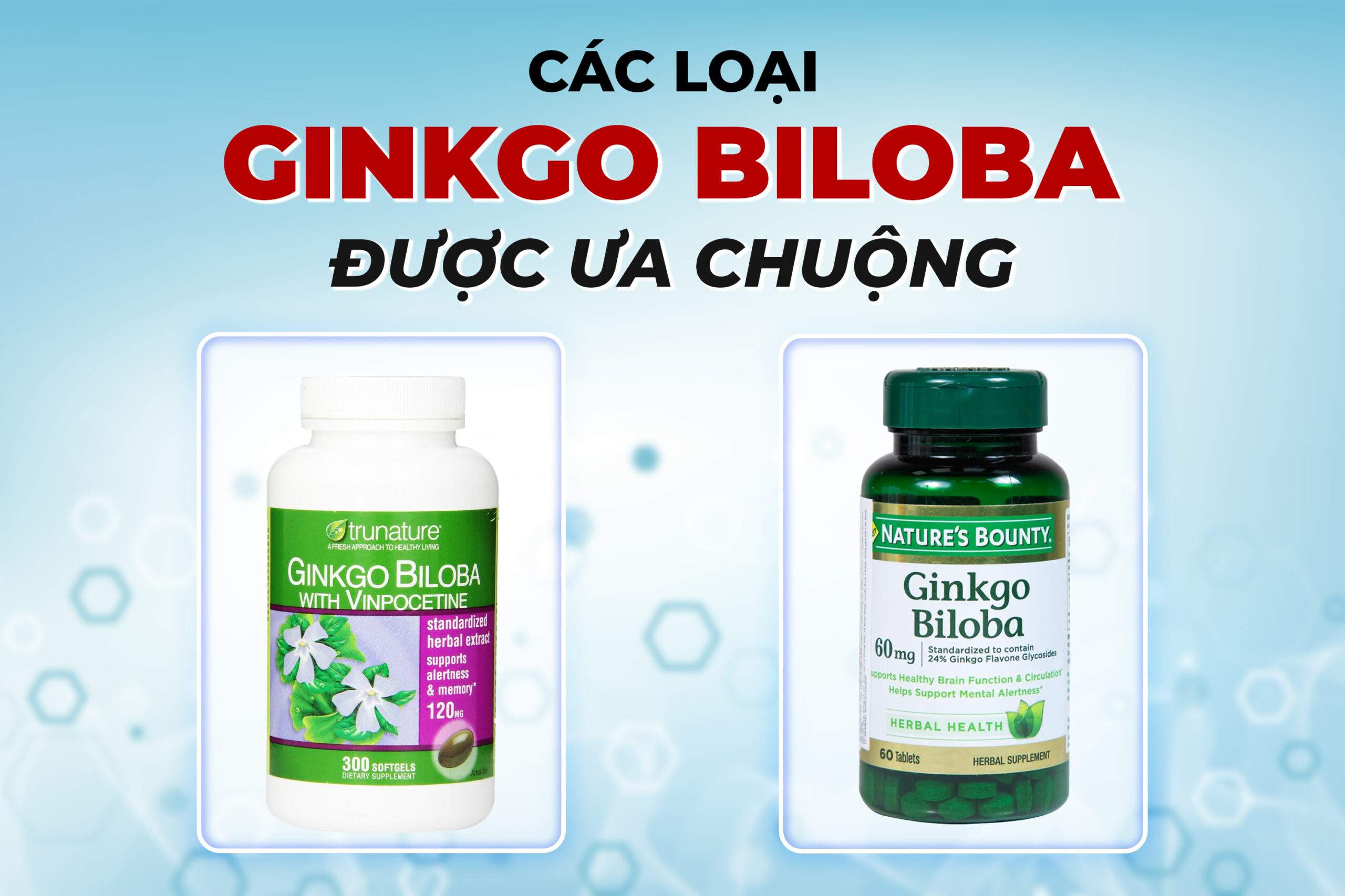 Minh họa các loại ginkgo biloba được ưa chuộng