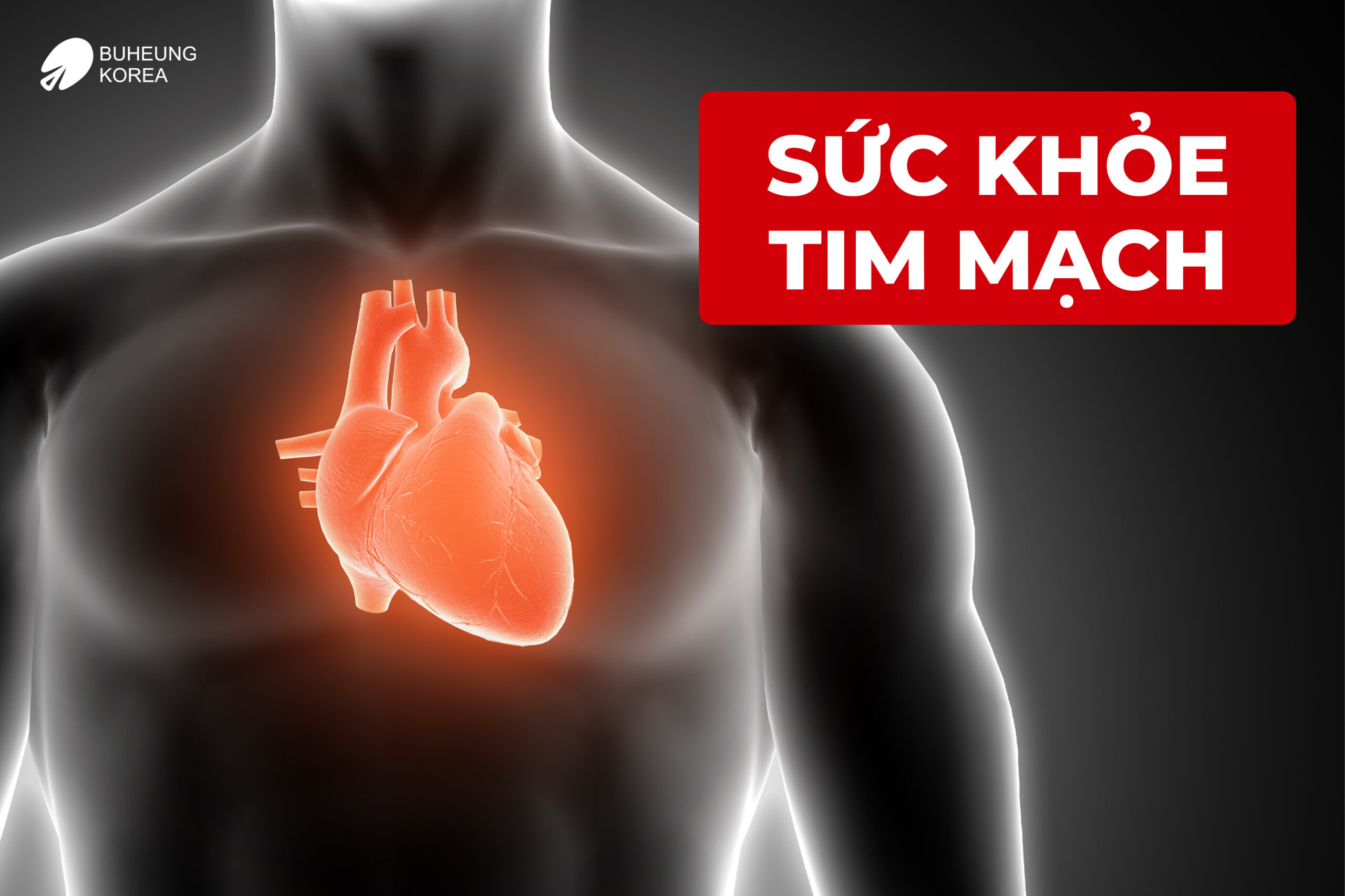 Minh họa sức khỏe tim mạch gây tuần hoàn máu kém