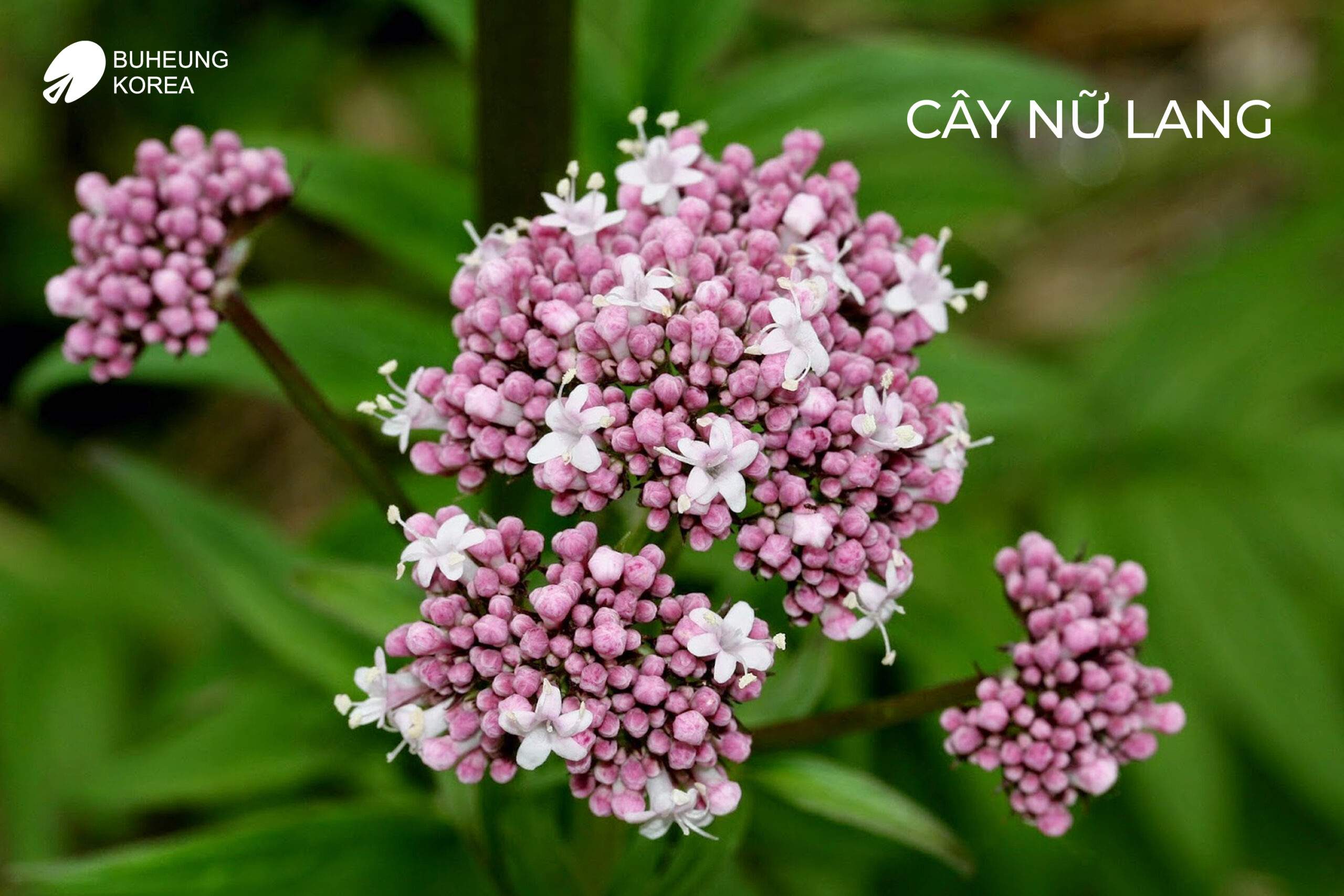 Cây nữ lang 