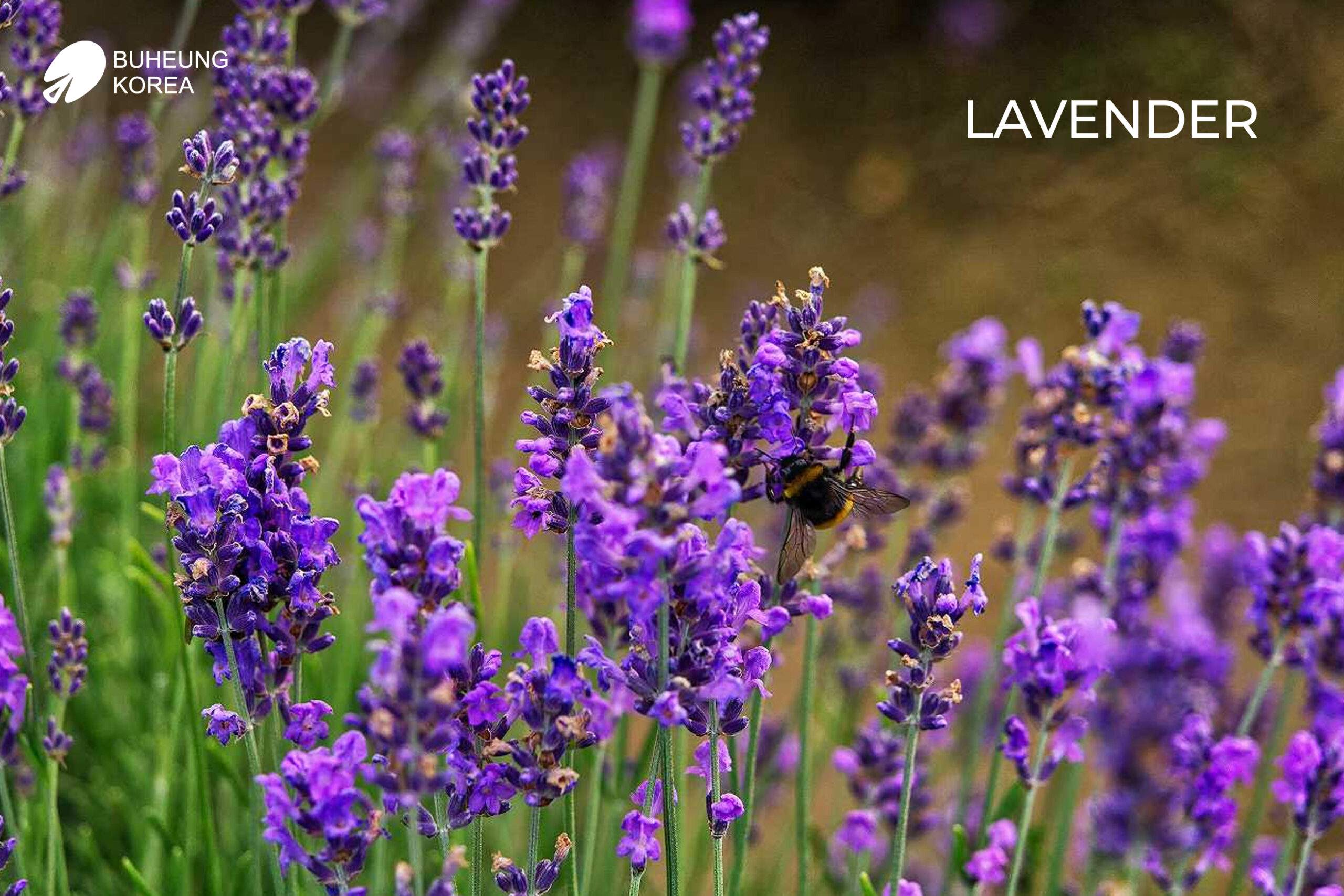 Hoa lavender