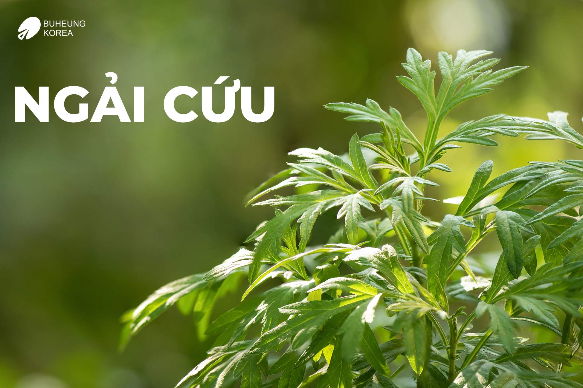 Top 5 Thảo Dược Ngâm Chân Trị Suy Giãn Tĩnh Mạch 3