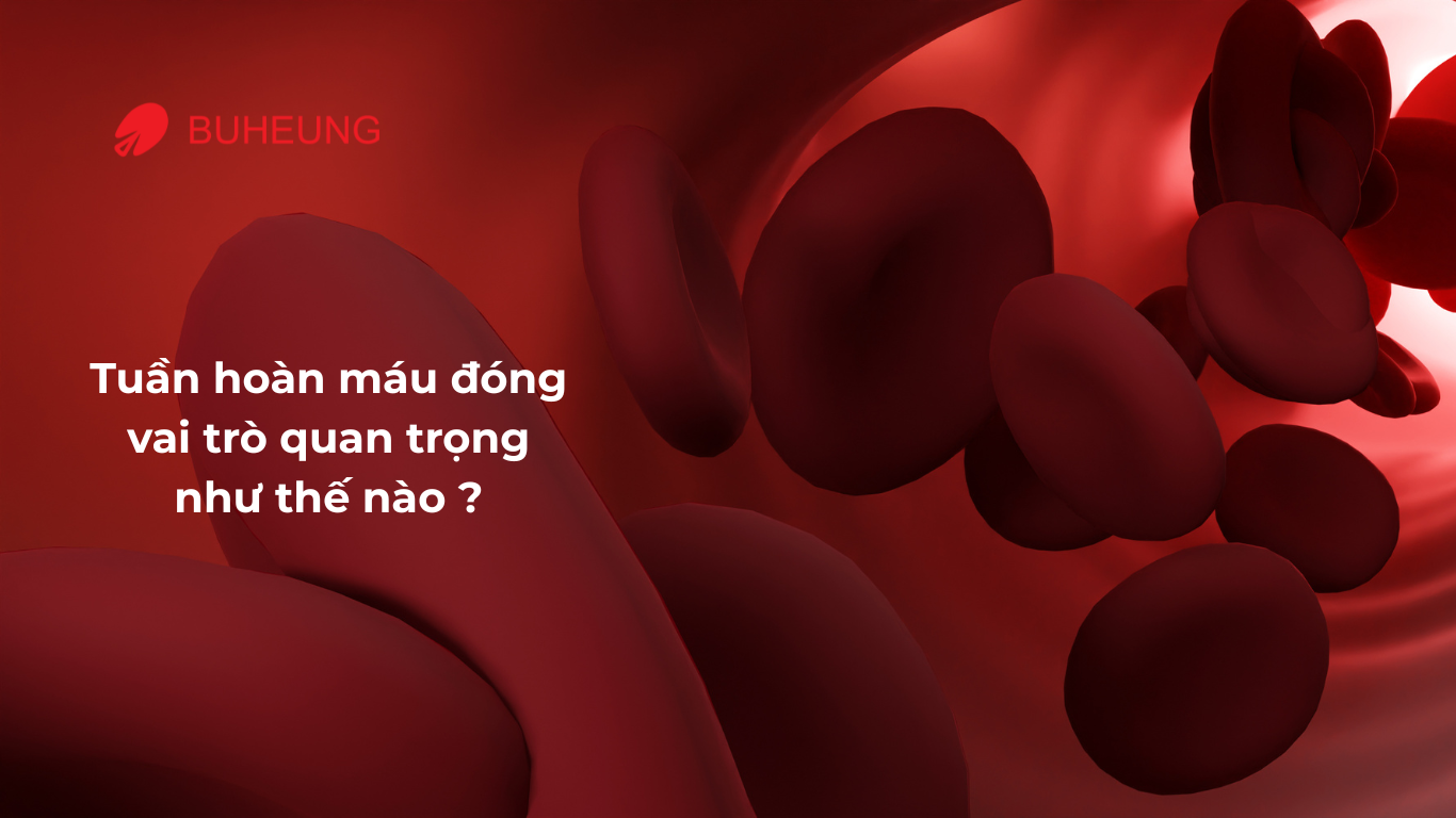 Vì Sao Lưu Thông Máu Lại Đóng Vai Trò Sống Còn Với Sức Khỏe? 2