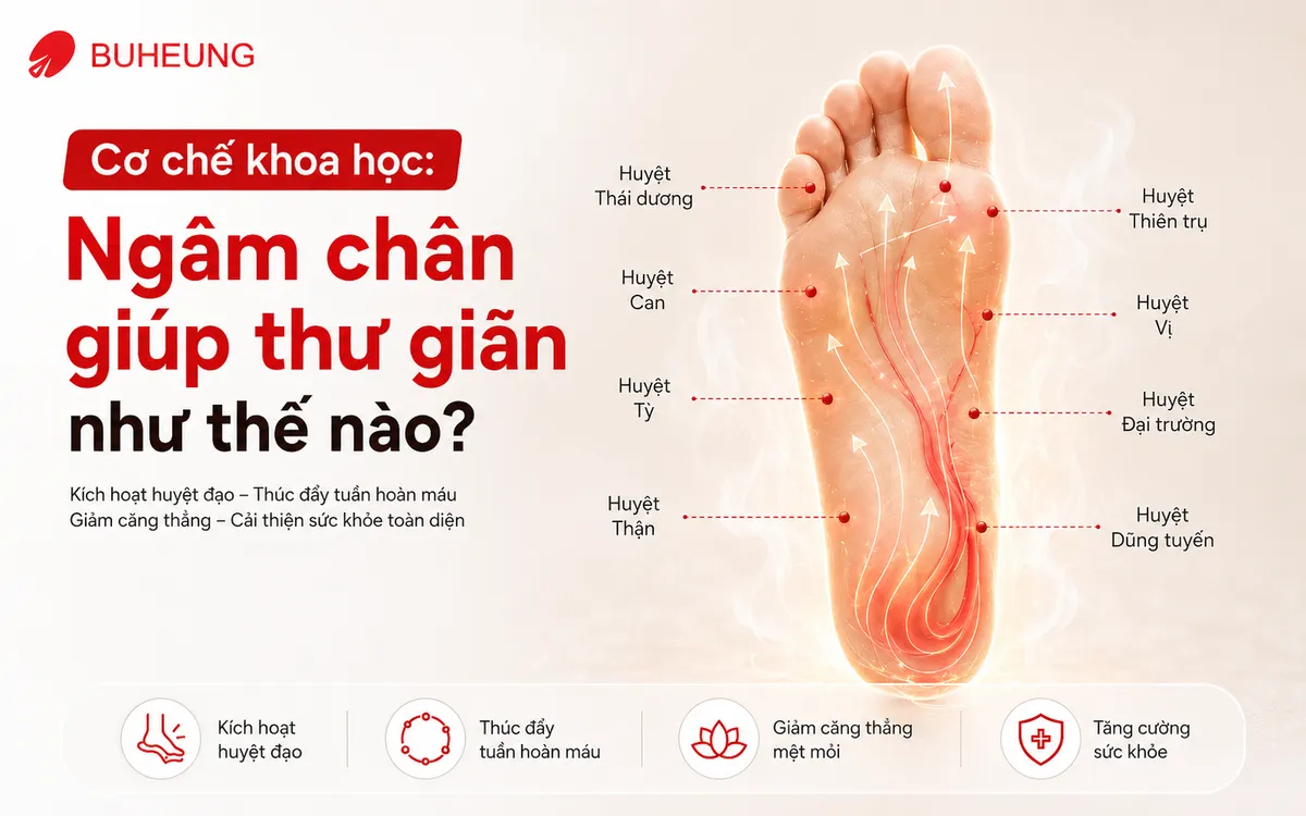 Sơ đồ minh họa khoa học về các huyệt đạo và tuần hoàn máu dưới lòng bàn chân được kích thích khi ngâm chân giúp thư giãn.